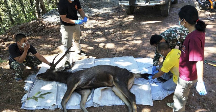 FOTO U želucu mrtvog jelena u Tajlandu bilo 7 kg smeća: plastika, donje rublje